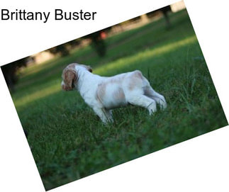 Brittany Buster