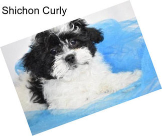 Shichon Curly