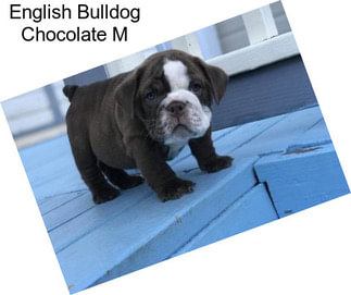 English Bulldog Chocolate M