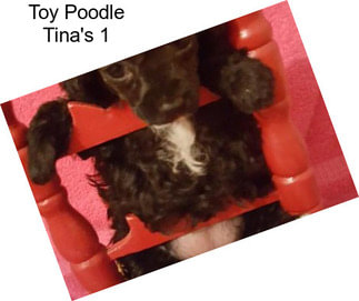 Toy Poodle Tina\'s 1