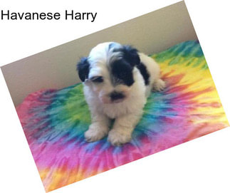 Havanese Harry