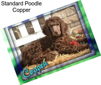 Standard Poodle Copper