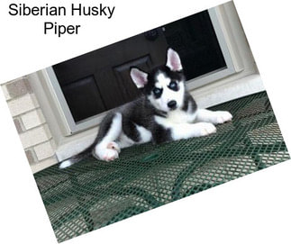 Siberian Husky Piper