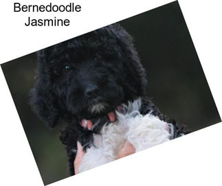 Bernedoodle Jasmine