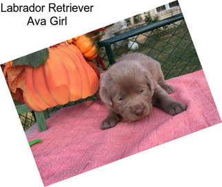 Labrador Retriever Ava Girl