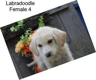 Labradoodle Female 4