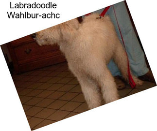 Labradoodle Wahlbur-achc