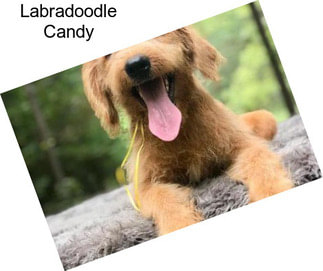 Labradoodle Candy