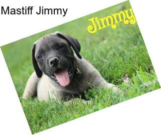 Mastiff Jimmy