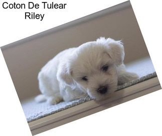 Coton De Tulear Riley