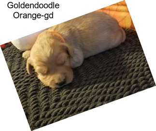 Goldendoodle Orange-gd