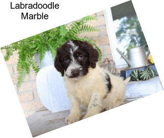 Labradoodle Marble