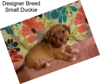 Designer Breed Small Duckie