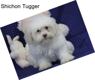 Shichon Tugger