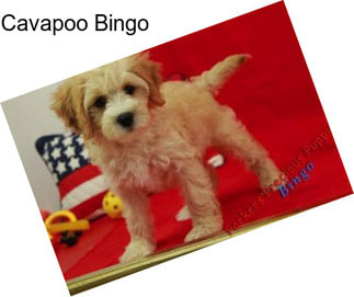 Cavapoo Bingo