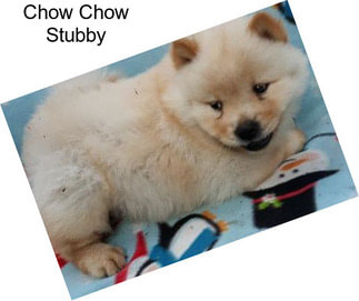 Chow Chow Stubby