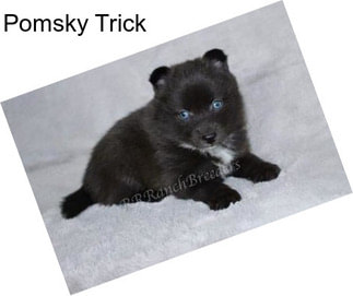 Pomsky Trick