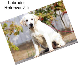 Labrador Retriever Zifi