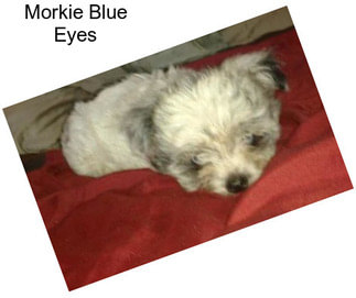 Morkie Blue Eyes