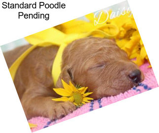 Standard Poodle Pending