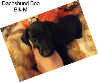 Dachshund Boo Blk M