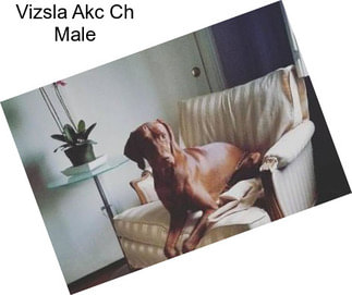 Vizsla Akc Ch Male