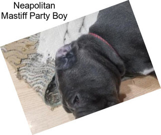 Neapolitan Mastiff Party Boy