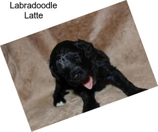 Labradoodle Latte