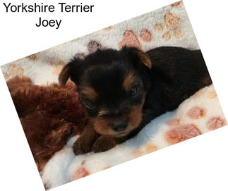 Yorkshire Terrier Joey