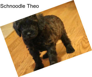 Schnoodle Theo