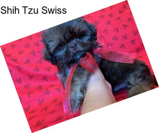 Shih Tzu Swiss