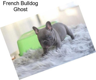 French Bulldog Ghost