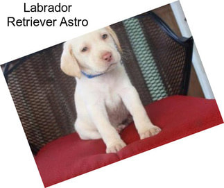 Labrador Retriever Astro