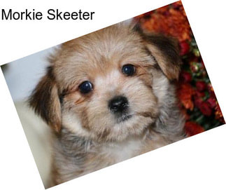 Morkie Skeeter