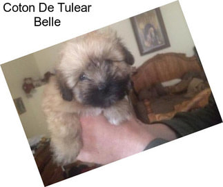 Coton De Tulear Belle