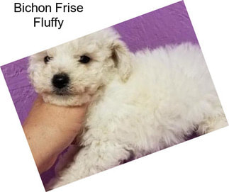 Bichon Frise Fluffy