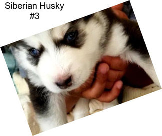 Siberian Husky #3