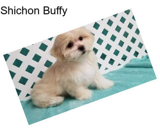 Shichon Buffy