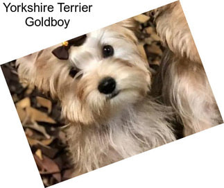 Yorkshire Terrier Goldboy