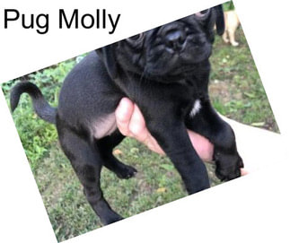 Pug Molly