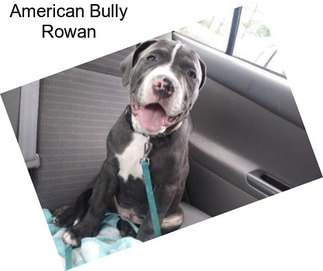 American Bully Rowan