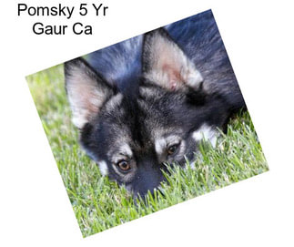 Pomsky 5 Yr Gaur Ca