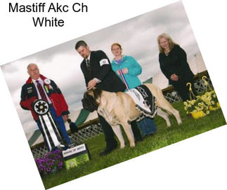 Mastiff Akc Ch White