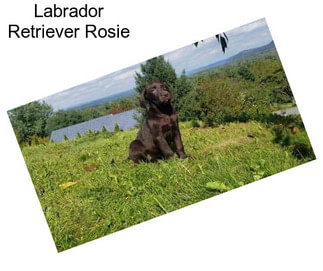 Labrador Retriever Rosie