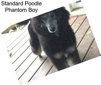 Standard Poodle Phantom Boy