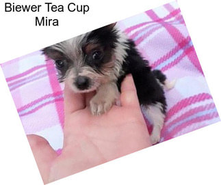 Biewer Tea Cup Mira