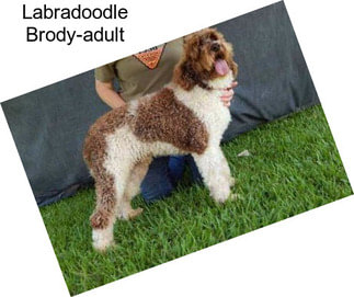 Labradoodle Brody-adult