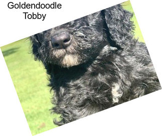 Goldendoodle Tobby