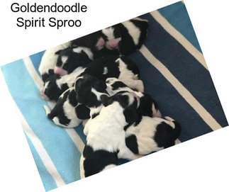 Goldendoodle Spirit Sproo