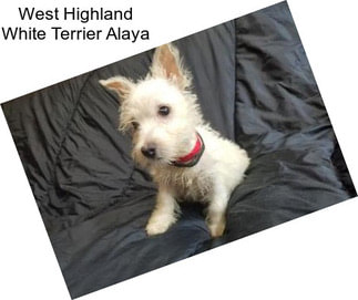 West Highland White Terrier Alaya